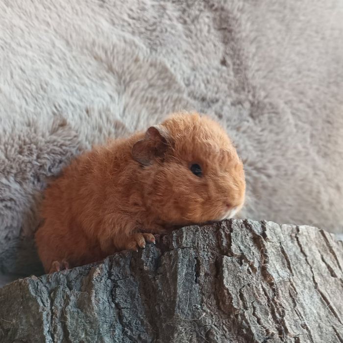 US Teddy świńka cavia młode