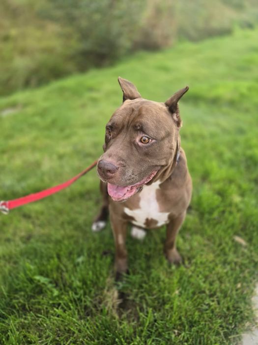 Sunia Coco rasy Pit Bull szuka domku