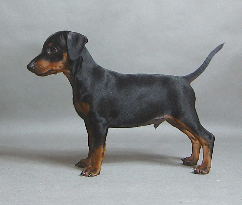 pinczer miniaturowy z rodowodem FCI