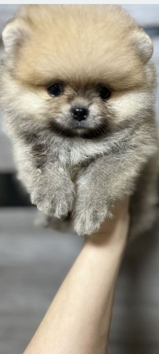 Супер Померанский шпиц
