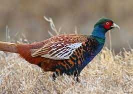 Ловушка для фазана