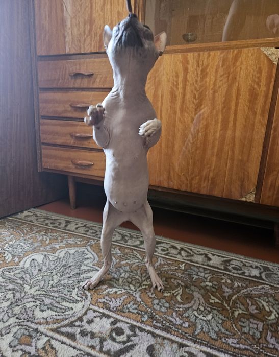 Донские сфинксы для вязки Киев.