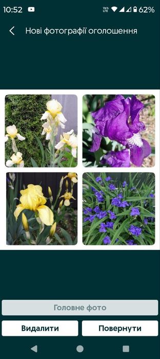 Квіти. Іриси. Безкоштовно