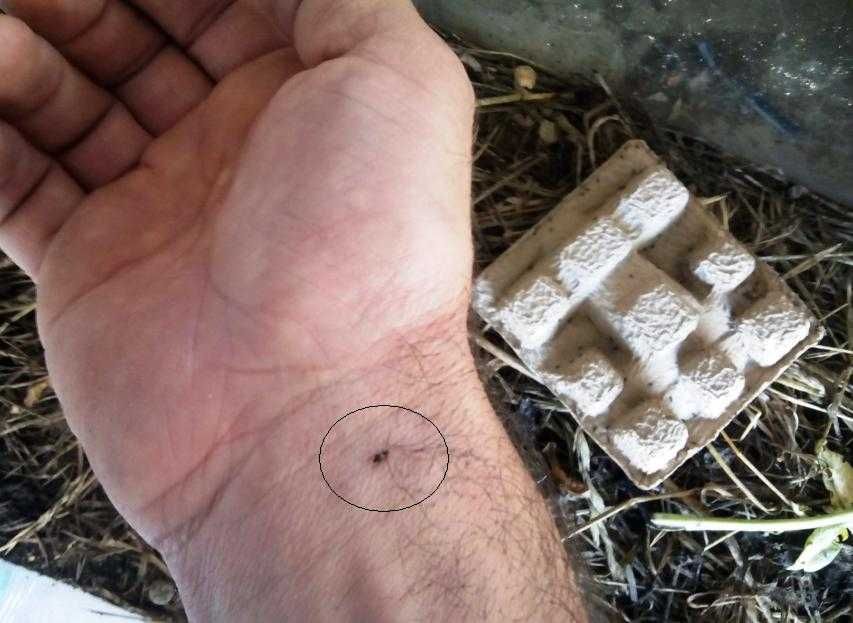 Grilos para cantar (Grilos pretos criação cativeiro)