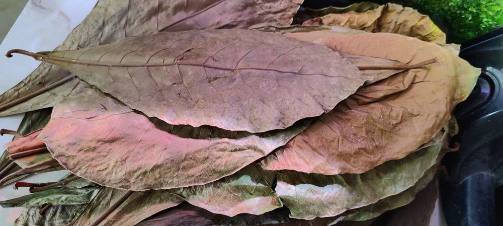 Листки кепатанга індійський мигдаль