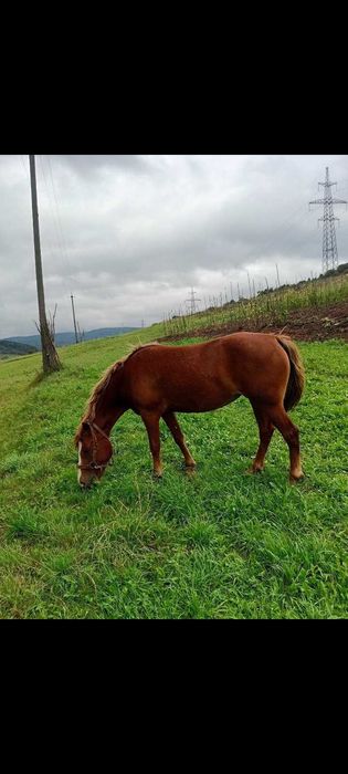 Продається кобила