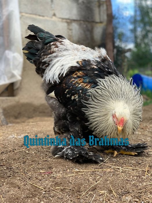 Brahma Salmão (ovos)