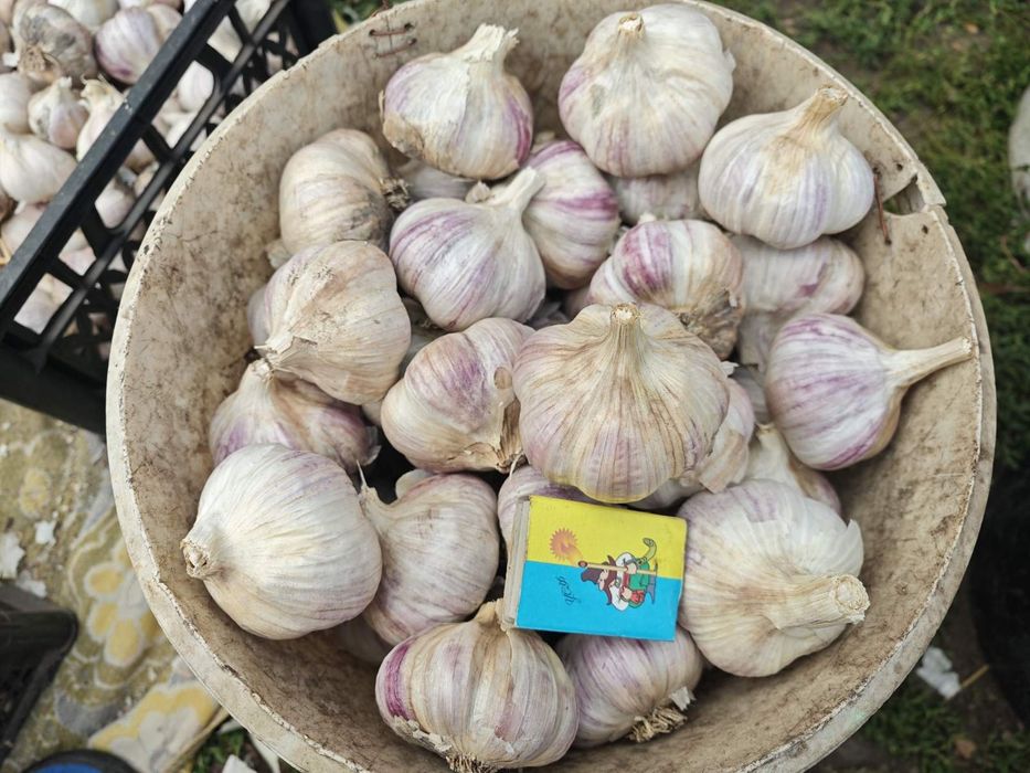Продам зимовий часник Любаша (чеснок)