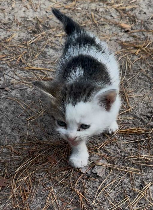 Військові кошенята з лісу шукають родину