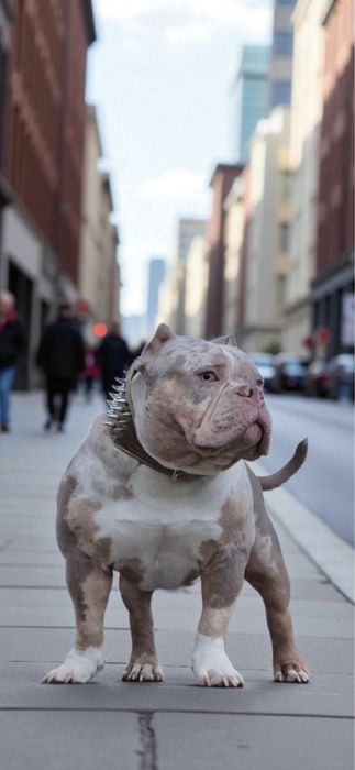 American Bully - APOLLO  - Gotowy do odbioru już teraz!