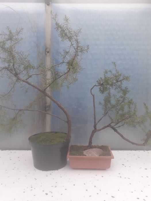 Sprzedam Drzewko Bonsai