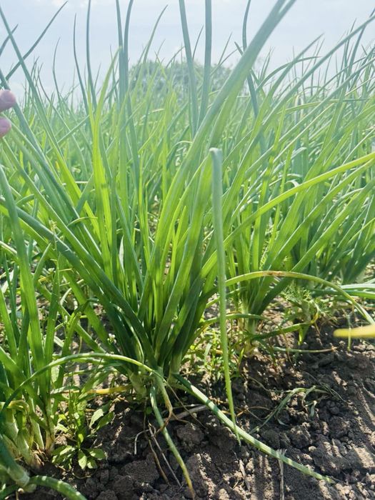 Шалот, корчуха, кущівка цибуля. Продам.