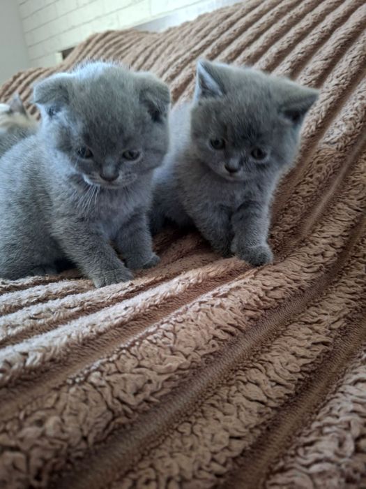 Кошенята шотландські