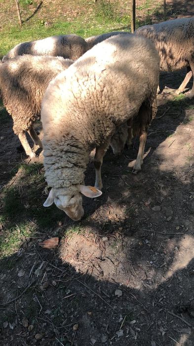 Borrego raça Lacaune