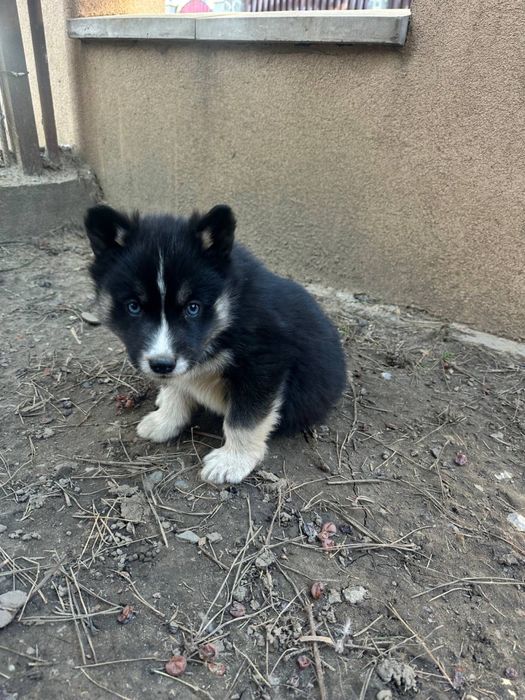 Віддам щенків за символічну ціну