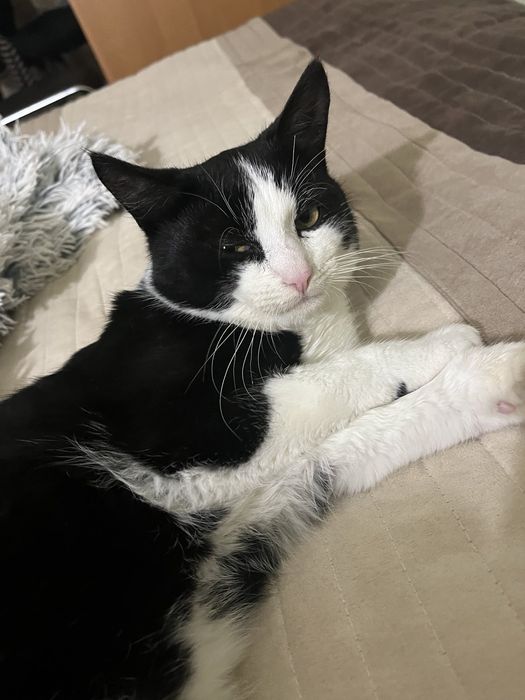 Бесплатно в добрые руки котята подростки мальчики и девочки