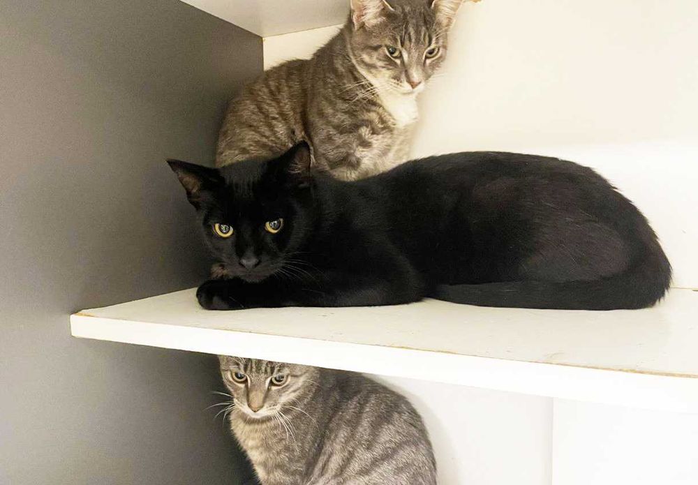 Маленький Джек не хоче назаду клітку -подаруйте йому дім, кіт