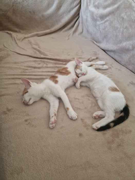 Кошенята в добрі руки