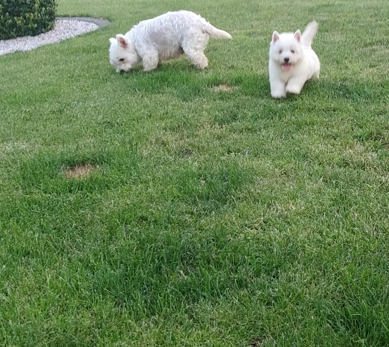 West Highland White Terrier sunia
