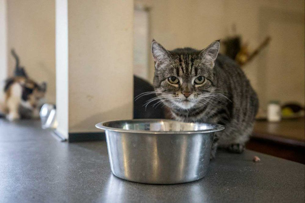 RHYSYA - bura koteczka - dziecko wojny z Irpin