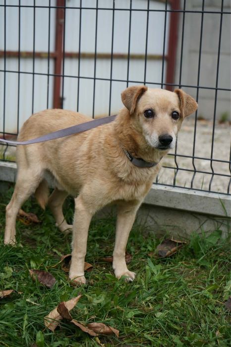 Piekny piesio do adopcji