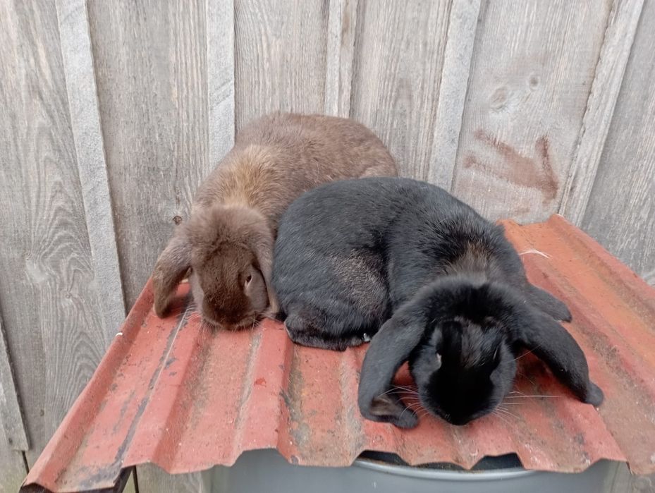 Króliki barany francuskie