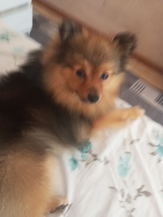 В'язка шпіца молодий принц