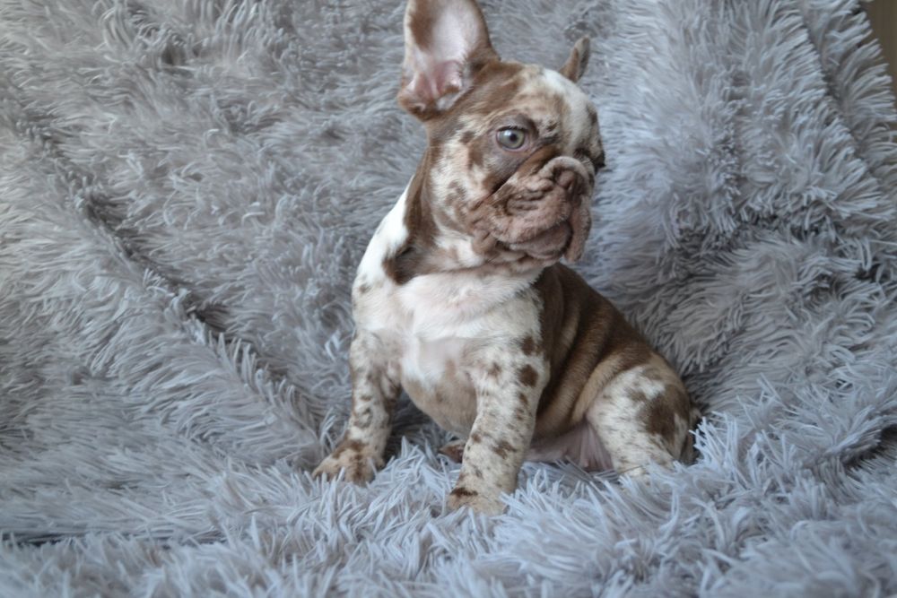 Супер генні французики