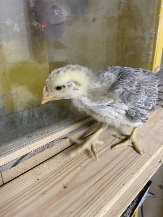 Продам курчата підрощені..
