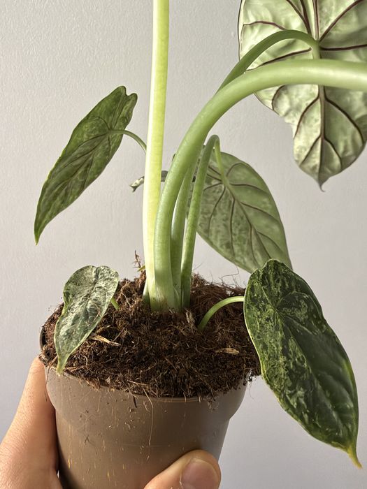 Alocasia Dragon Scale Mint
