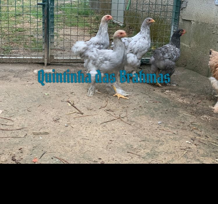 machos Brahma splash e azul