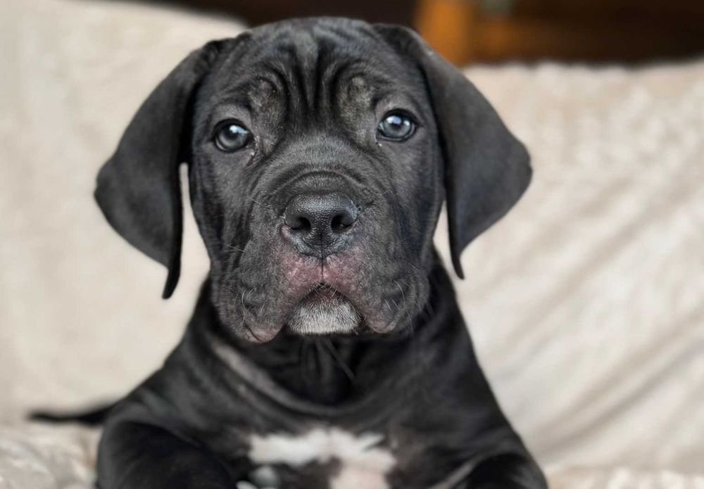Wyjątkowa czarna suczka Cane Corso z białymi łapkami ZKwP/FCI