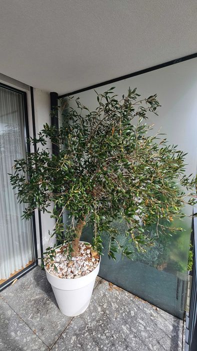 Oliveira de 7 anos plantada em vaso grande - Está a dar azeitonas