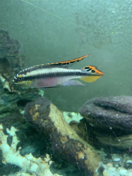 Малавійські цихліди