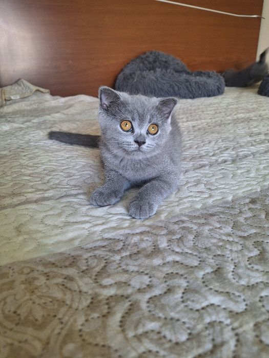 Scottish  fold  fêmea