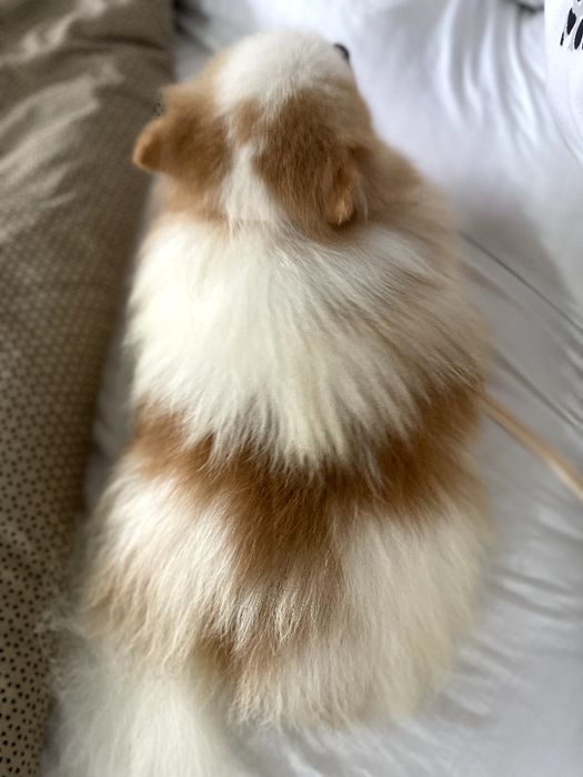 Померанські шпіци — 2 пухнастих принца шукають новий дім