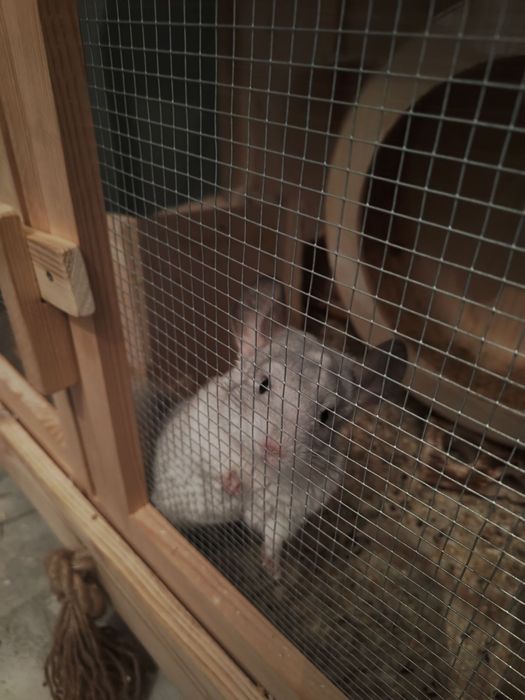 Witam sprzedam szynszyla barwy mozaika biała. Szynszyl zdrowy, młody.