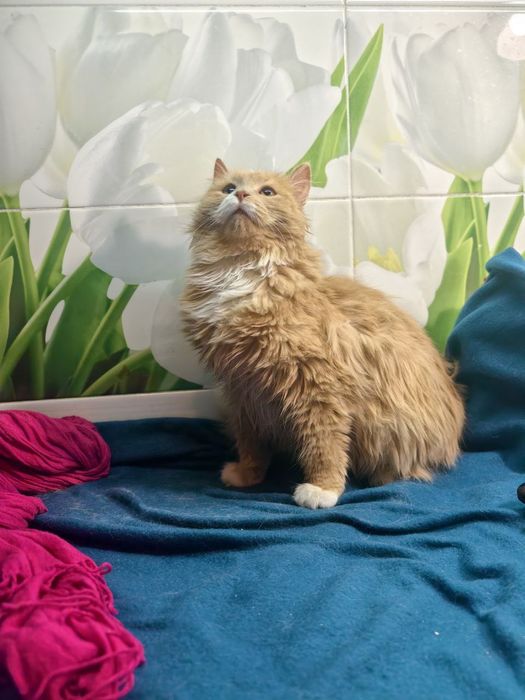 Красень котик в пошуках дому