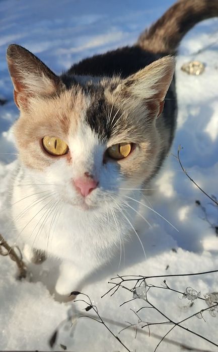 Молоденькая кошечка ищет дом