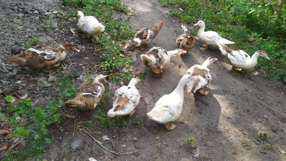 Молодняк индоуток (шипуны) 2025