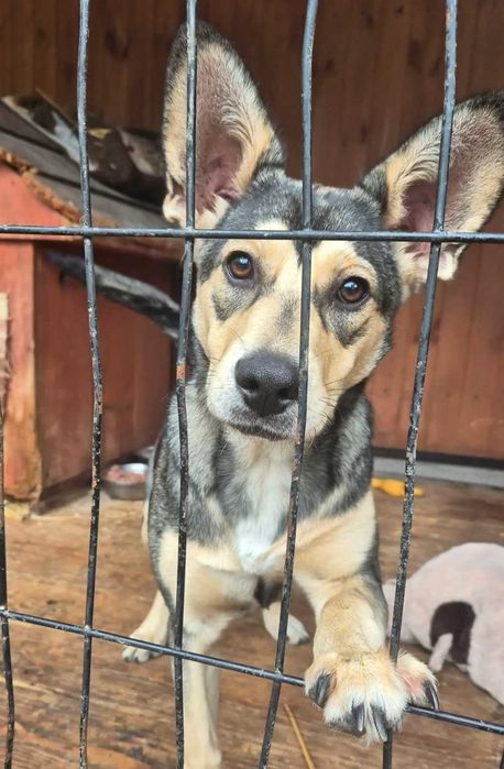 Czacza zauroczy każdego, kto da jej na to szansę