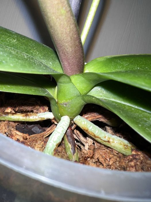 Орхидея. Фаленопсис. Попкорн.