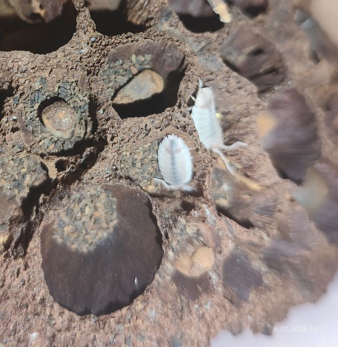 Isopody, 8 gatunków, cała hodowla