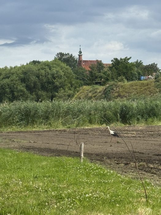 Usługi glebogryzarka separacyjną oraz inne usługi mini ładowarka