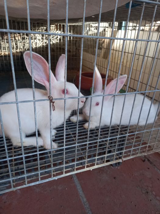 Vendo coelhos jovens