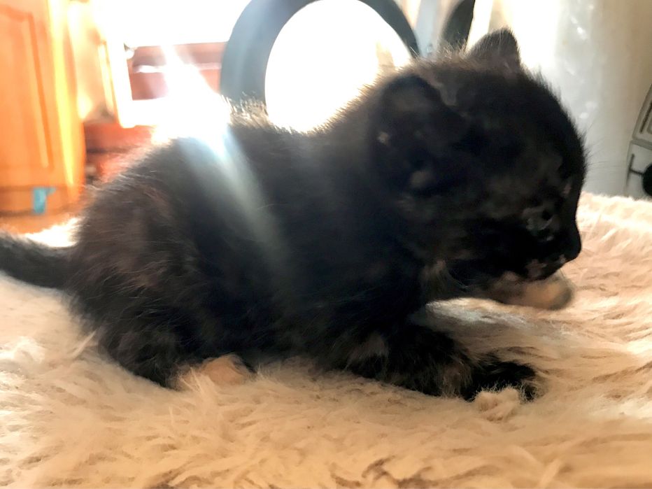Отдаю котёнка (кошечку) 1 месяц