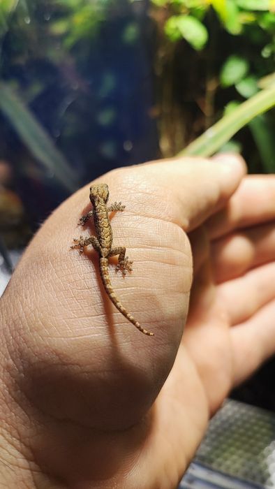 Młode gekony płaczące terrarium vivarium