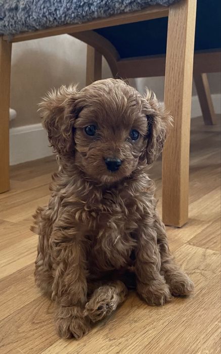 Доставлю в любой город страны! Мальтипу ф1 Мальтипу ф2