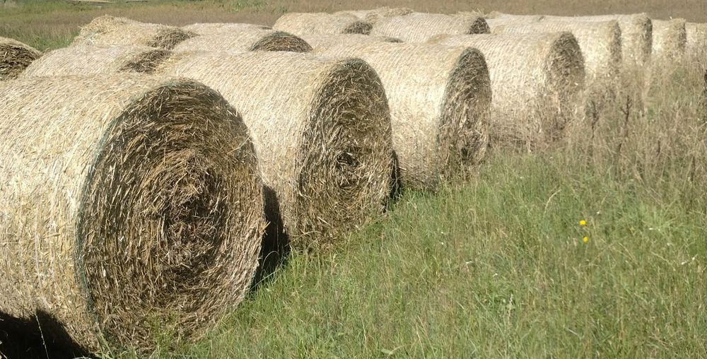 Sprzedam słomę pszenżytnią w balotach