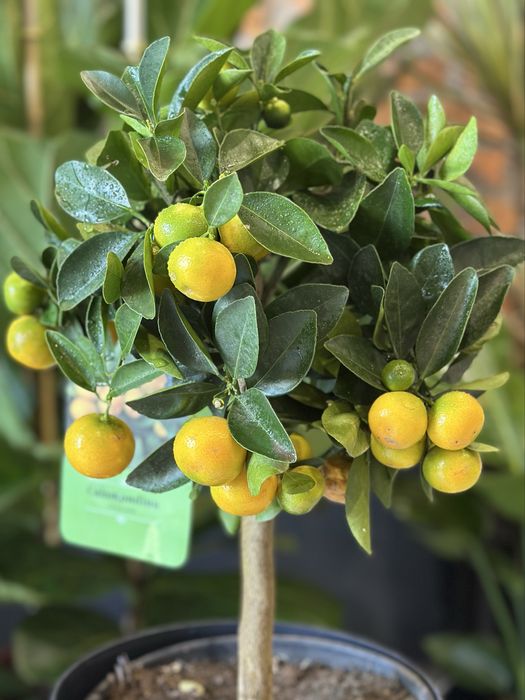 Олива, каламондин цитрус мандарин